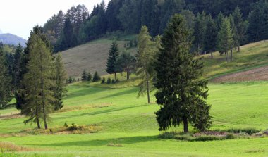 köknar ve çam t mest Vadisi'nde Alp panorama