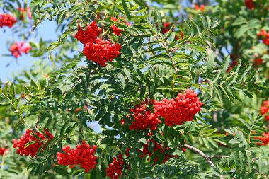 Dağ kül Sorbus Bush ile zehirli ama büyük kırmızı meyveler