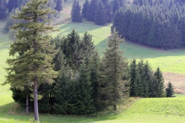 köknar ve çam t mest Vadisi'nde Alp panorama