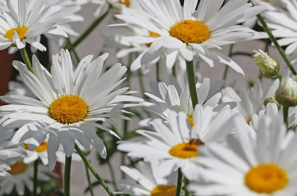 Margaridas brancas floresceram lindamente no meio do gramado — Fotografia de Stock
