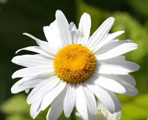 Branco Daisy flor grande fotografado — Fotografia de Stock