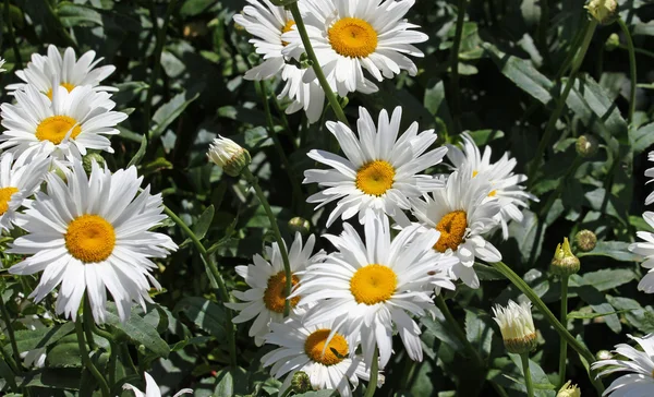 Margaritas de flores blancas con pétalos blancos puros y corola amarilla — Foto de Stock