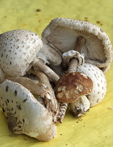 刚收集的新鲜食用蘑菇 — 图库照片
