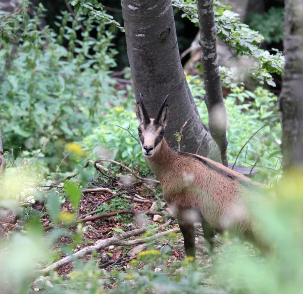 Pauroso giovane montagna CHAMOIS nella foresta — Foto Stock