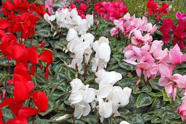 Flores para la venta por floristería al por mayor en el gran mercado de flores — Foto de Stock