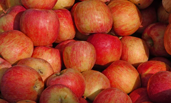 Achtergrond van rode appels — Stockfoto