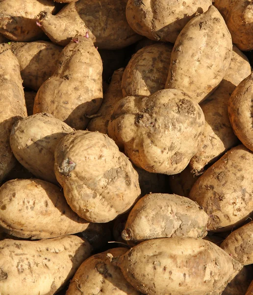 Amerikanische Süßkartoffeln im Bauerngarten geerntet — Stockfoto