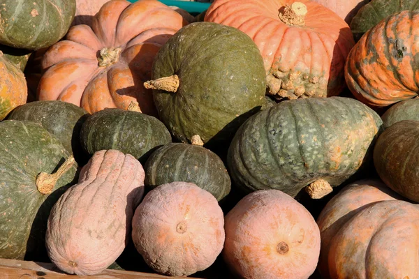 Büyük turuncu kabak ve yeşil Satılık — Stok fotoğraf