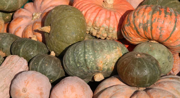 Citrouilles mûres à vendre directement par l'agriculteur — Photo