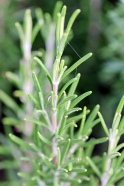 Akdeniz kıyısında yeşil biberiye