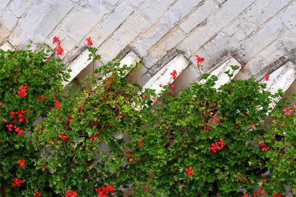 Medelhavet hus med röd blommande pelargoner — Stockfoto