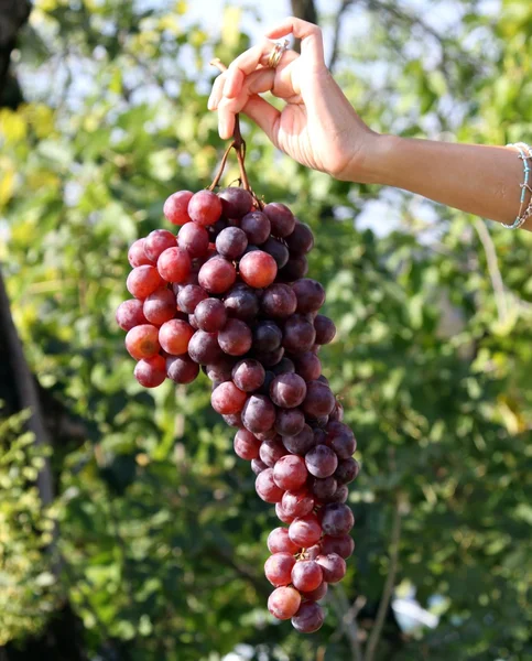 Grappes de raisins main tenue par la femme — Photo