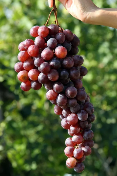 Bunches of grapes hand held by the girl — Stock Photo, Image