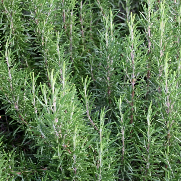 Teelt van groene Rosemary aan de Middellandse Zee — Stockfoto