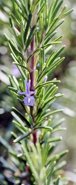 Rosemary verde com flor — Fotografia de Stock
