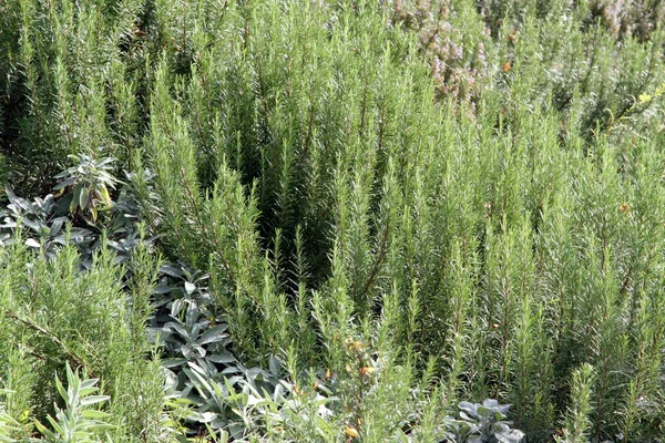 Cultivo intensivo de alecrim verde no cacau mediterrânico — Fotografia de Stock