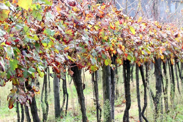Hoja de vid roja en el viñedo en otoño — Foto de Stock