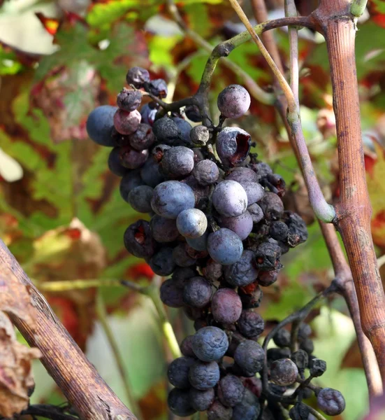 Racimo de pasas en el viñedo en otoño — Foto de Stock