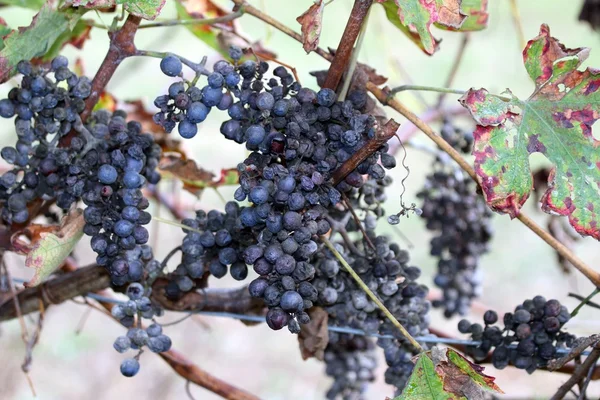 Racimo de pasas en el viñedo en otoño — Foto de Stock