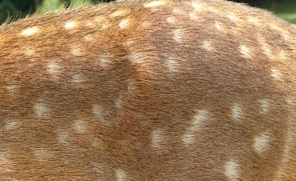 Geflecktes Fell junger Hirsche in freier Wildbahn — Stockfoto