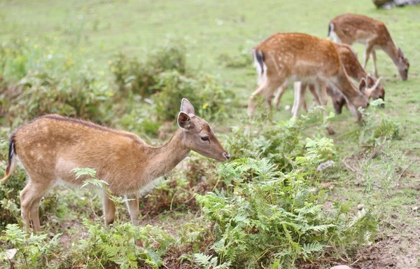 Ciervos pastando en las montañas — Foto de Stock