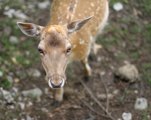 Zoete neus van een jonge fawn — Stockfoto