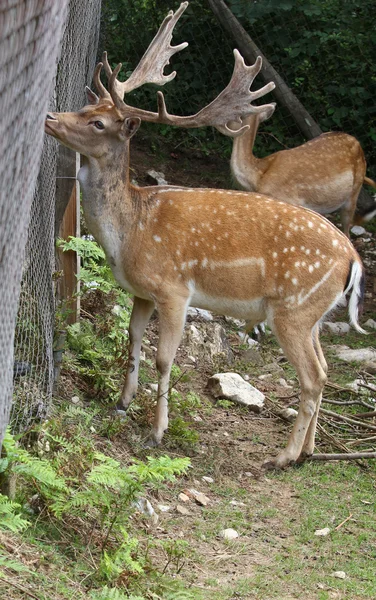 Cervos majestosos com chifres na montanha — Fotografia de Stock