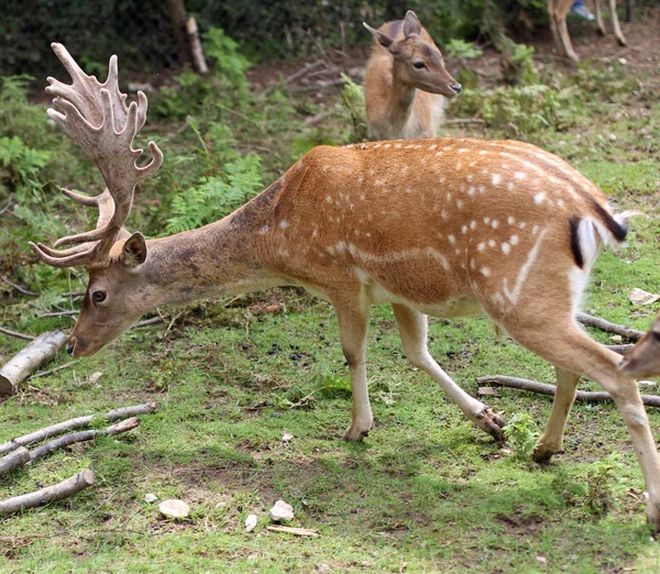 Majestátní jeleni s velkými rohy — Stock fotografie