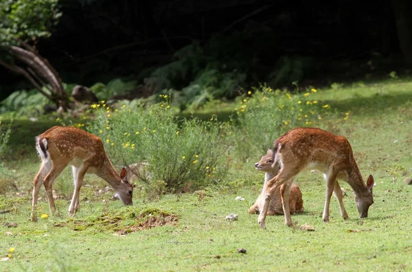 Racimo de ciervos en el prado en las montañas —  Fotos de Stock