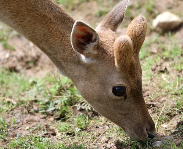 Fawn bete i de höga bergen — Stockfoto