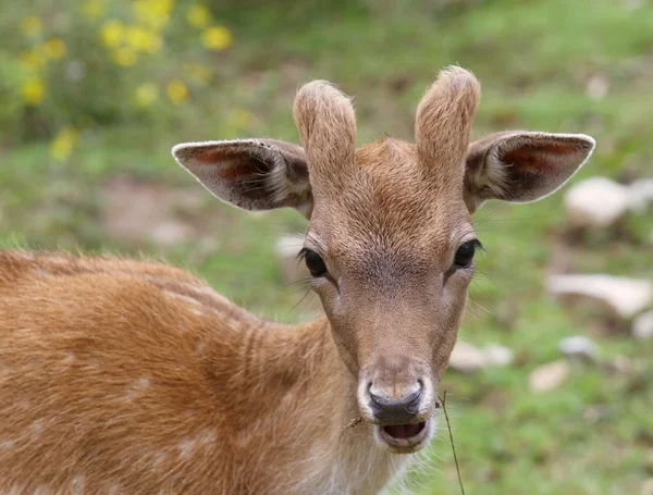 Focinho de veado nas montanhas — Fotografia de Stock