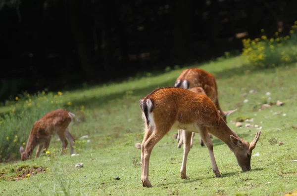Racimo de ciervos jóvenes en el prado en las montañas — Foto de Stock