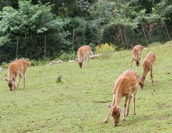 Banda jelenů na louce v horách — Stock fotografie