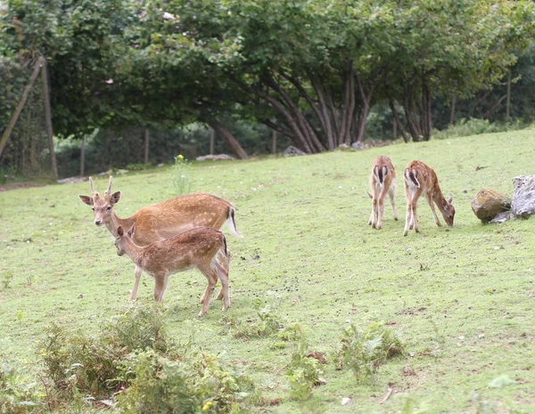 Racimo de ciervos jóvenes en el prado en las montañas —  Fotos de Stock