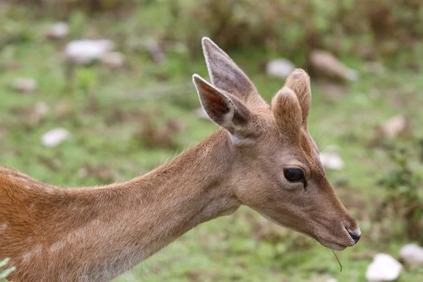 Pâturage des cerfs dans les hautes montagnes — Photo