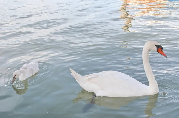 Lagoa com cisne e patinho feio que chafurdar na água — Fotografia de Stock