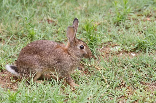 Conejo marrón en medio de la pradera —  Fotos de Stock