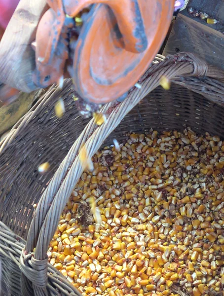 Alte manuelle Maschine, um gelben Mais aus dem Maiskolbensaatgut zu entfernen — Stockfoto