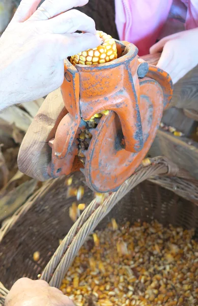 Vieille machine manuelle pour enlever le maïs jaune de l'épi matur — Photo