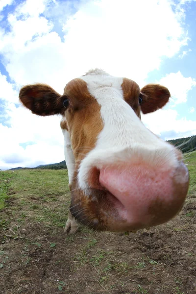 Vaca pastando fotografiada con una lente de ojo de pez en la montaña — Foto de Stock