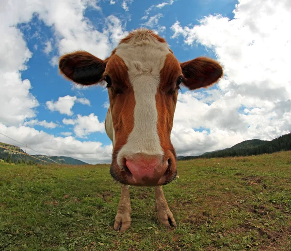Koe gefotografeerd met een fisheye-lens — Stockfoto