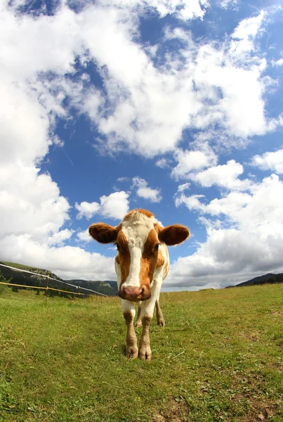 Gran vaca fotografiada con una lente de ojo de pez —  Fotos de Stock