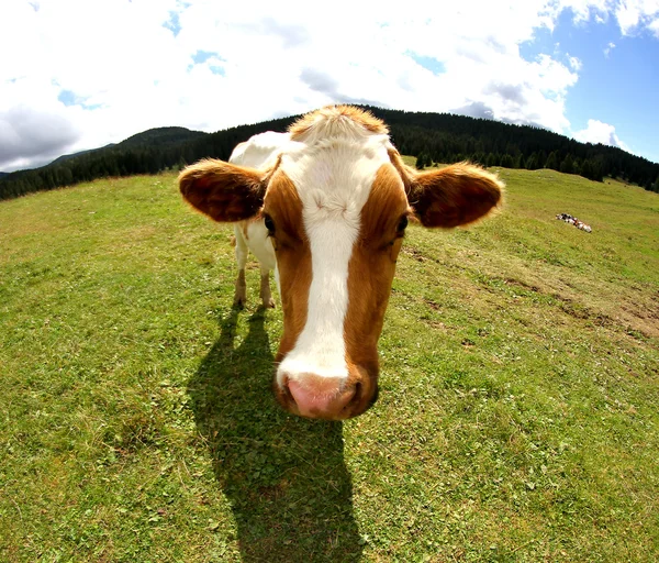 Vaca de montaña fotografiada con una lente de ojo de pez —  Fotos de Stock