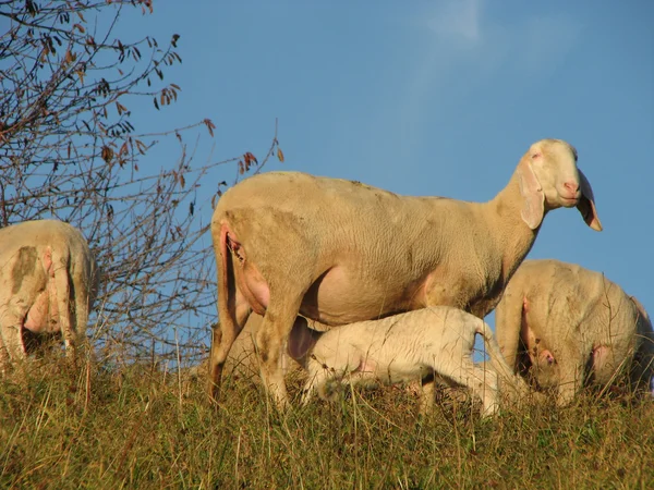 Mother sheep breastfeeding her little lamb — Stock Photo, Image
