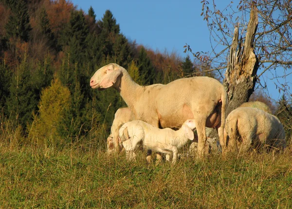 Mother sheep breastfeeding her lamb in the midst of the flock in — Stock Photo, Image