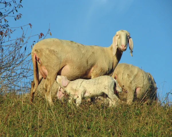 Mother sheep breastfeeding her little lamb in the midst of the f — Stock Photo, Image