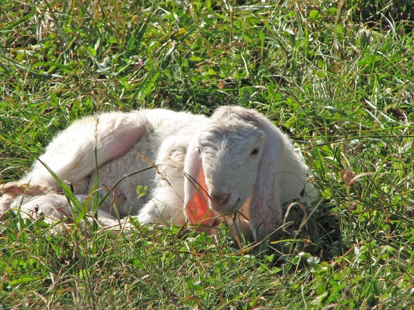 Cordeiro com a lã branca macia no gramado nas montanhas — Fotografia de Stock