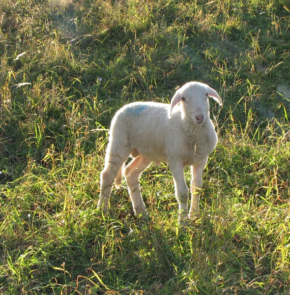 Молодой ягненок с мягкой белой шерстью — стоковое фото