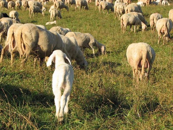 Lamb with the other large sheep flock — Stock Photo, Image