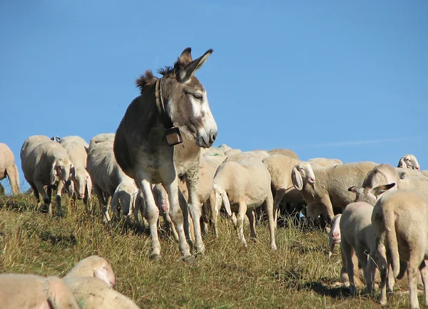 Titta på åsnan i stor flock med tusentals får — Stockfoto